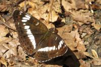 Limenitis camilla