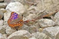 Apatura ilia