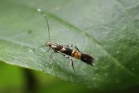 Cosmopterix zieglerella