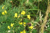 Aricia agestis