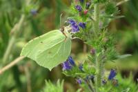 Gonepteryx rhamni