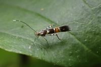 Cosmopterix zieglerella