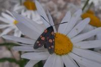 Zygaena ephialtes