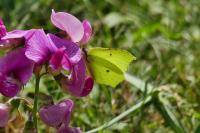Gonepteryx rhamni