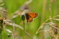 Coenonympha pamphilus