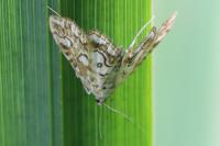 Elophila nymphaeata