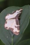 Lomaspilis marginata