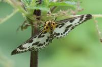 Anania hortulata