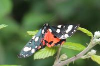 Callimorpha dominula