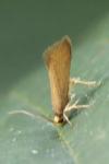 Crassa unitella