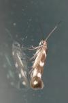 Scythris scopolella
