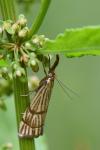 Chrysocrambus linetella