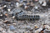 Thaumetopoea processionea
