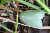 Tortrix viridana