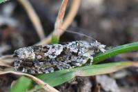 Zeiraphera isertana