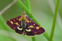 Pyrausta purpuralis