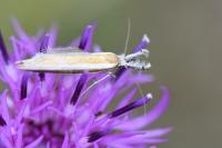 Pleurota aristella
