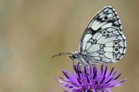Melanargia galathea
