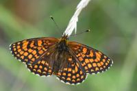 Melitaea athalia