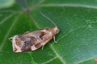 Archips xylosteana