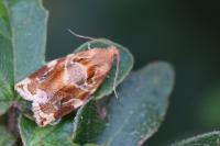 Archips xylosteana