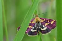 Pyrausta purpuralis