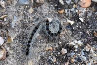 Thaumetopoea processionea