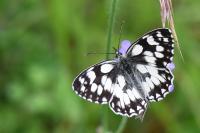 Melanargia galathea
