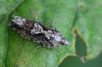 Zeiraphera isertana