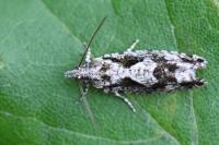 Zeiraphera isertana