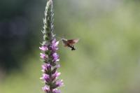 Macroglossum stellatarum