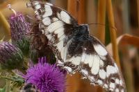 Melanargia galathea