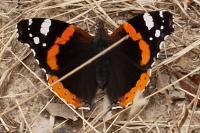 Vanessa atalanta