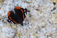 Vanessa atalanta