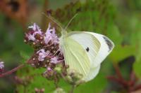 Pieris rapae