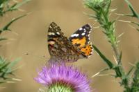 Vanessa cardui