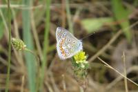 Polyommatus icarus