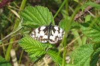Melanargia galathea