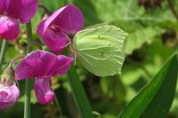 Gonepteryx rhamni