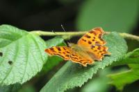 Polygonia c-album