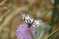 Melanargia galathea