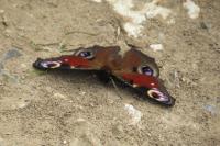 Aglais io