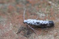 Yponomeuta irrorella