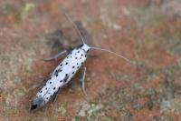 Yponomeuta irrorella