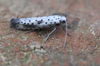 Yponomeuta irrorella