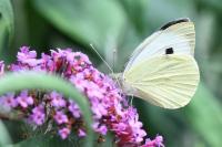 Pieris brassicae