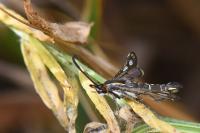 Chamaesphecia aerifrons