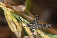 Chamaesphecia aerifrons