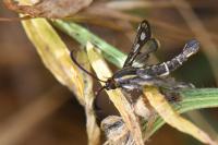 Chamaesphecia aerifrons