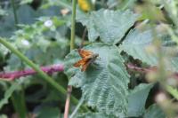 Hesperia comma